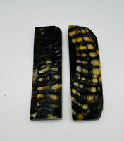 
              Ram's Horn Light & Dark Scales  1 1/2" x 1/4" x 5"
            