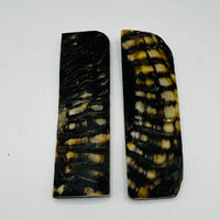 Ram's Horn Light & Dark Scales  1 1/2" x 1/4" x 5"