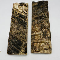 Rams Horn Natural Scale Sets  5" x 1 1/2" x 1/4"