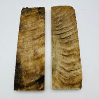 Rams Horn Natural Scale Sets  5" x 1 1/2" x 1/4"